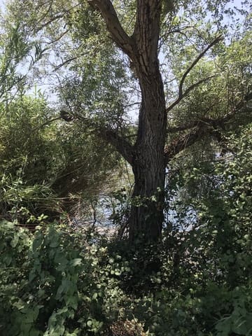 Finca/Landehus til salg i Benifallet - € 98.000 (Ref: 7681863)