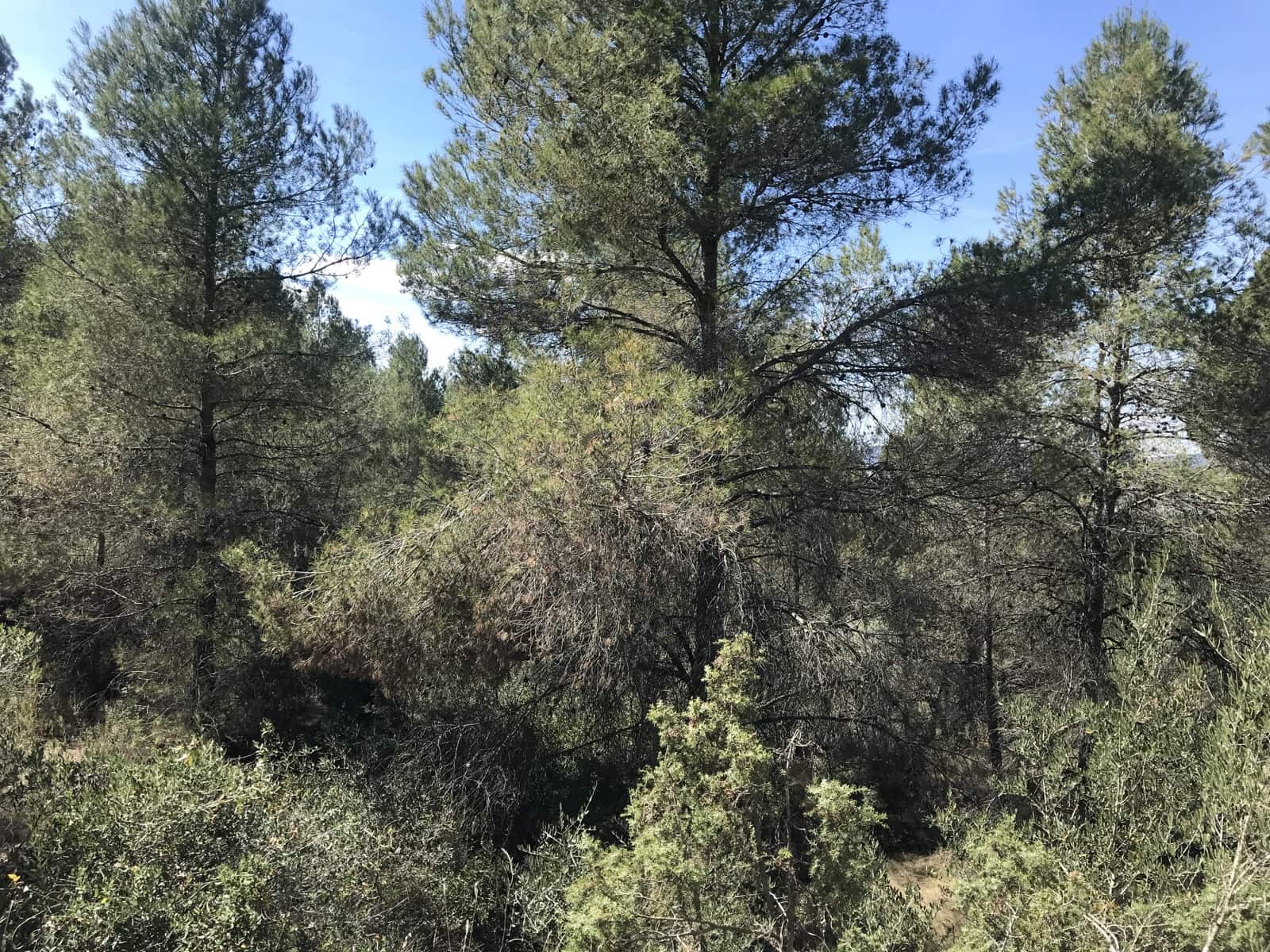 Finca/Landehus til salg i Ginestar - € 25.000 (Ref: 7733592)