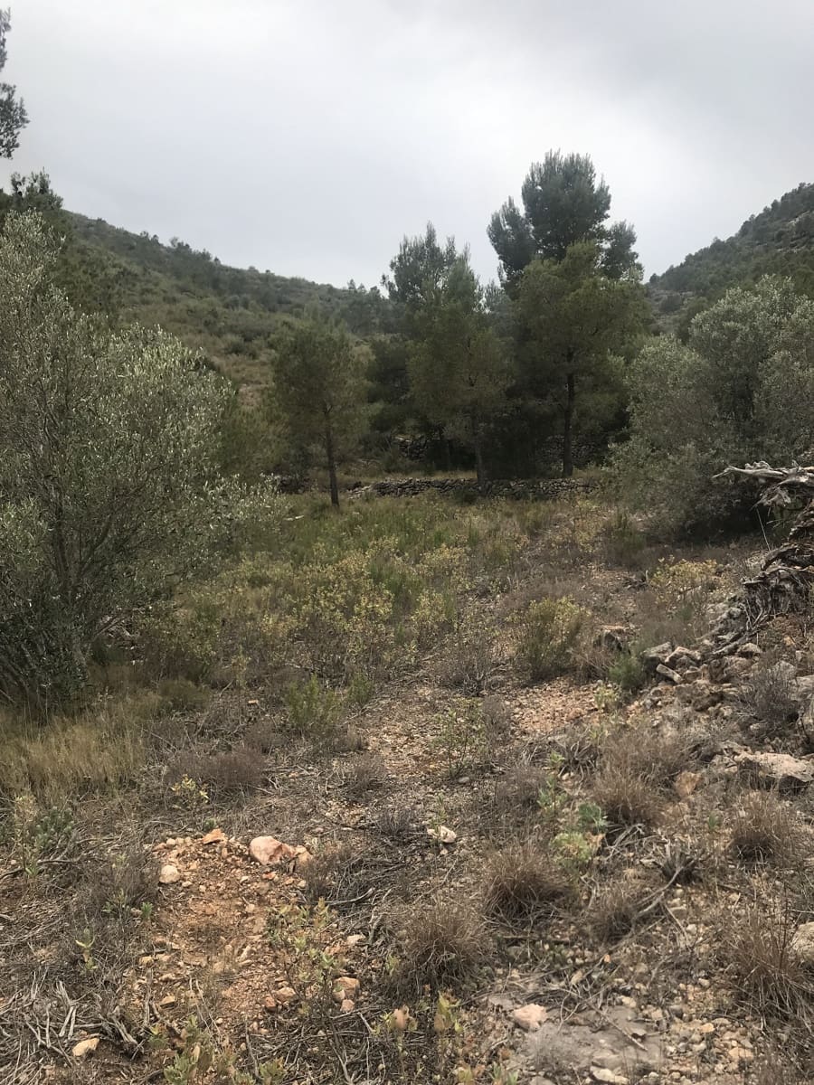 Finca/Hus på landet till salu i Benifallet - 29 000 € (Ref: 7734932)