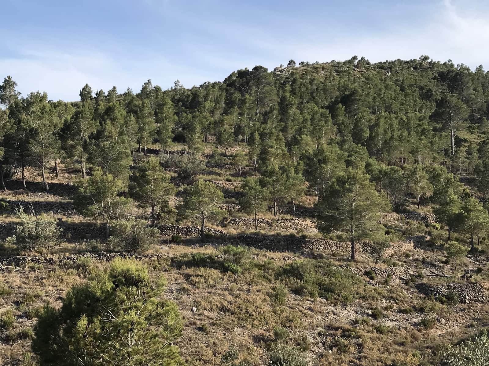 Finca/Hus på landet till salu i Benifallet - 29 000 € (Ref: 7734932)