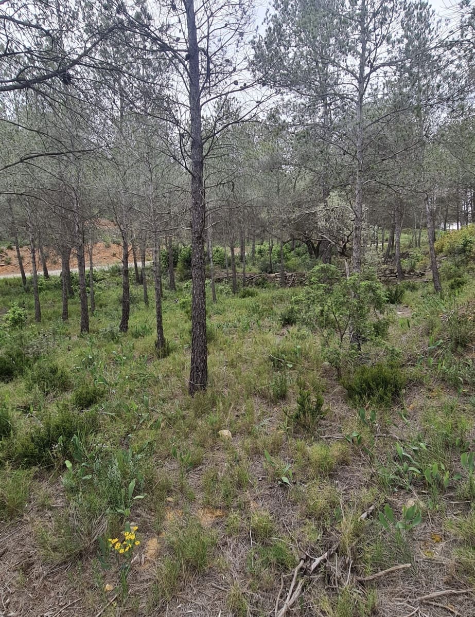 Finca/Landehus til salg i Asco - € 12.000 (Ref: 8936643)