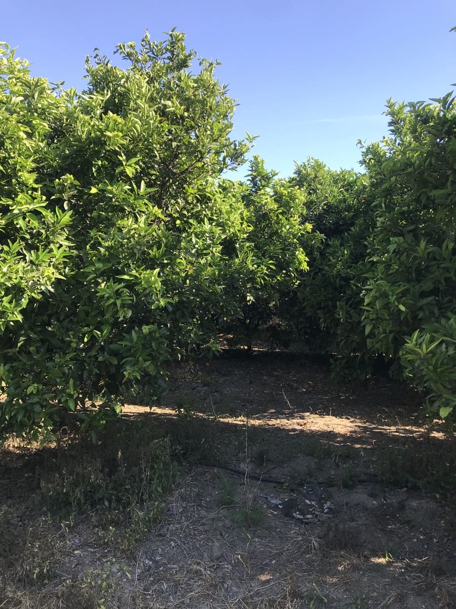 Finca/Landehus til salg i Benifallet - € 45.000 (Ref: 9016599)