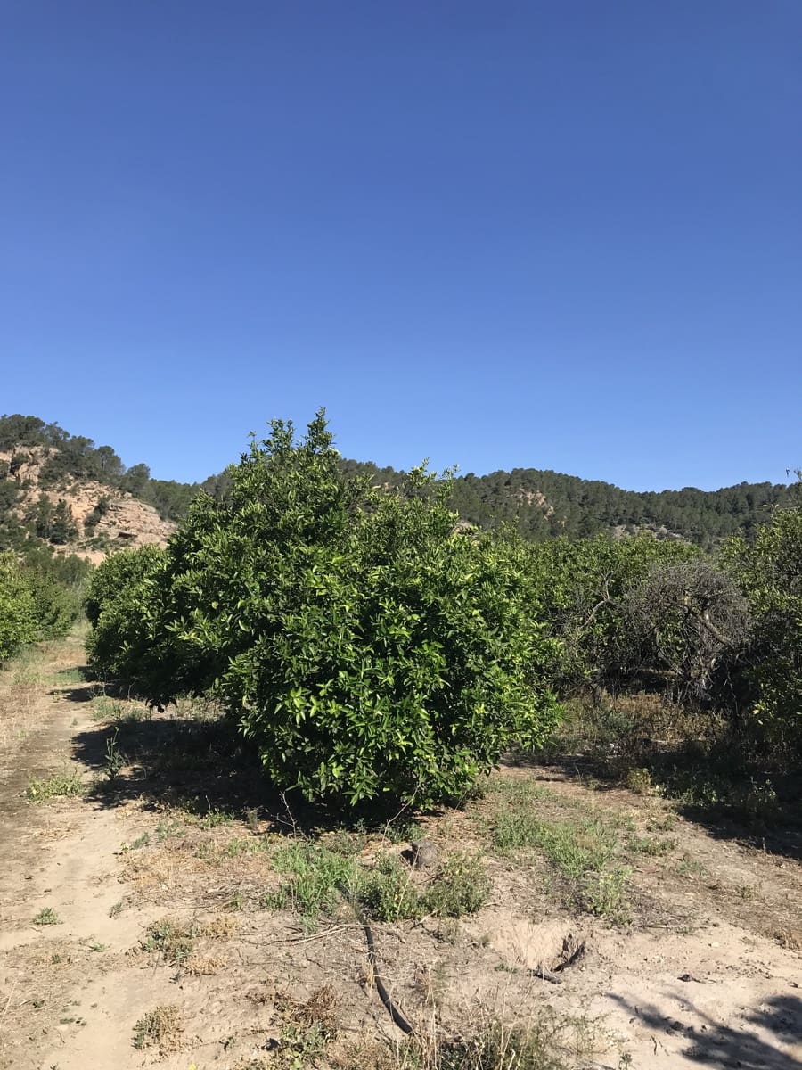 Finca/Landehus til salg i Benifallet - € 45.000 (Ref: 9016599)