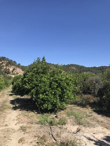 Finca/Landehus til salg i Benifallet - € 45.000 (Ref: 9016599)