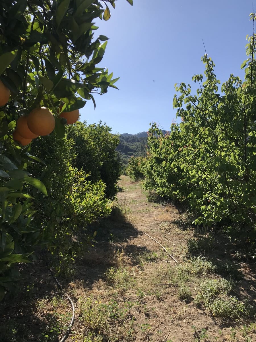 Finca/Casa Rural en Benifallet en venta - 45.000 € (Ref: 9016599)