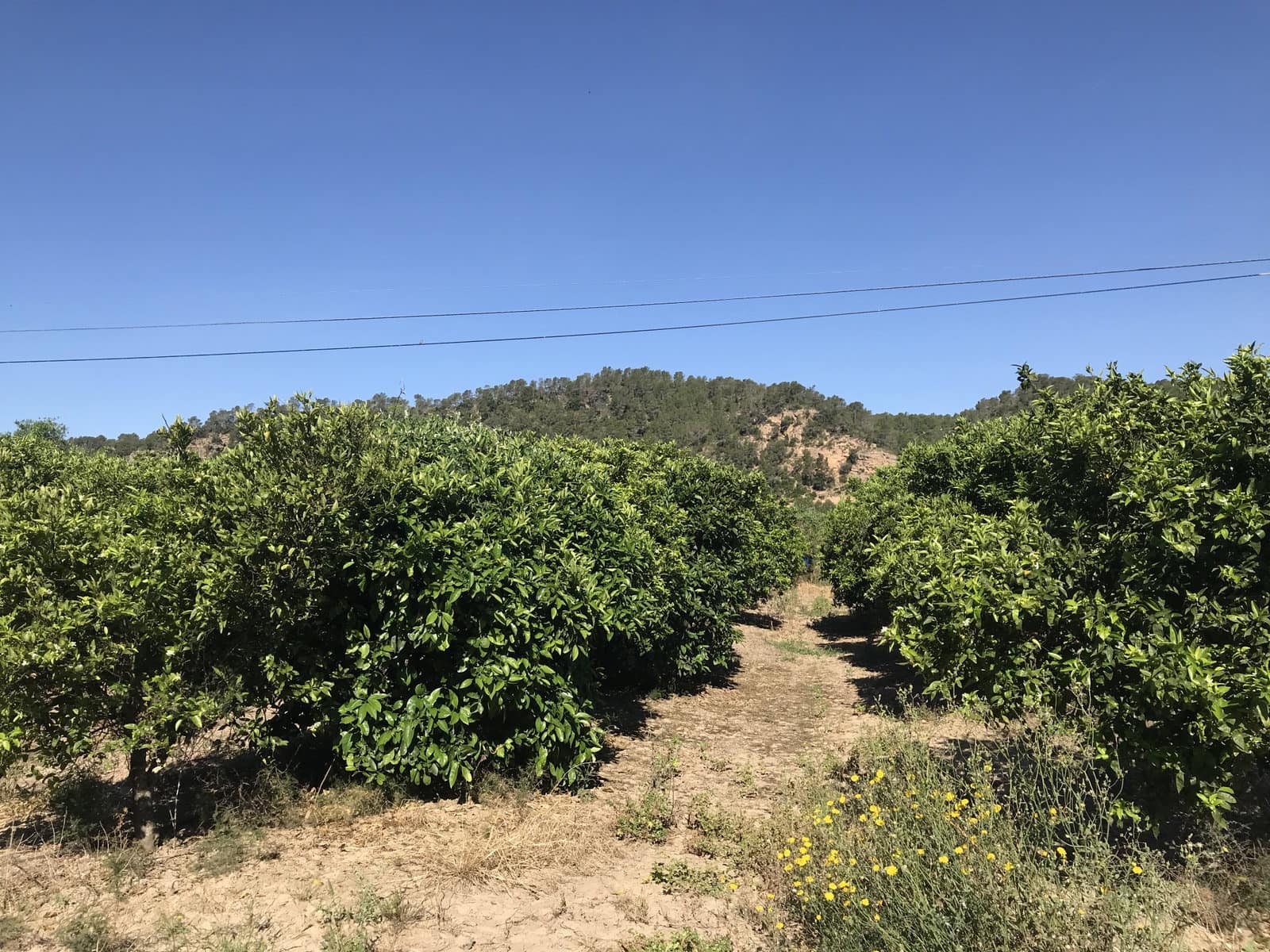Finca/Casa Rural en Benifallet en venta - 45.000 € (Ref: 9016599)