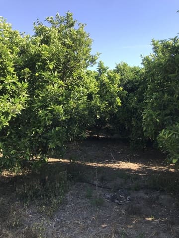 Finca/Herregård til salgs i Benifallet - € 45 000 (Ref: 9016599)