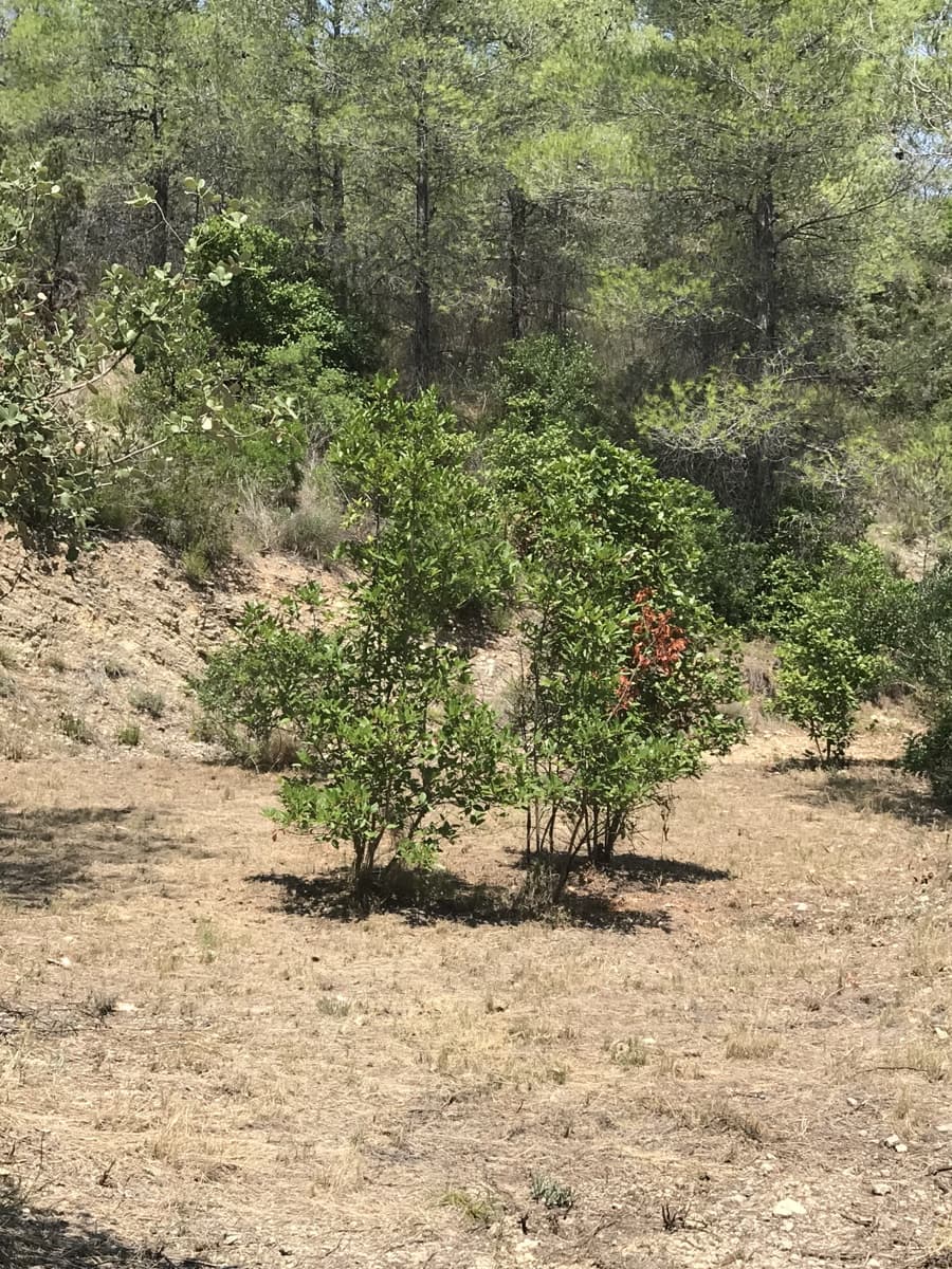 Finca/Landehus til salg i Benifallet - € 20.000 (Ref: 9154705)