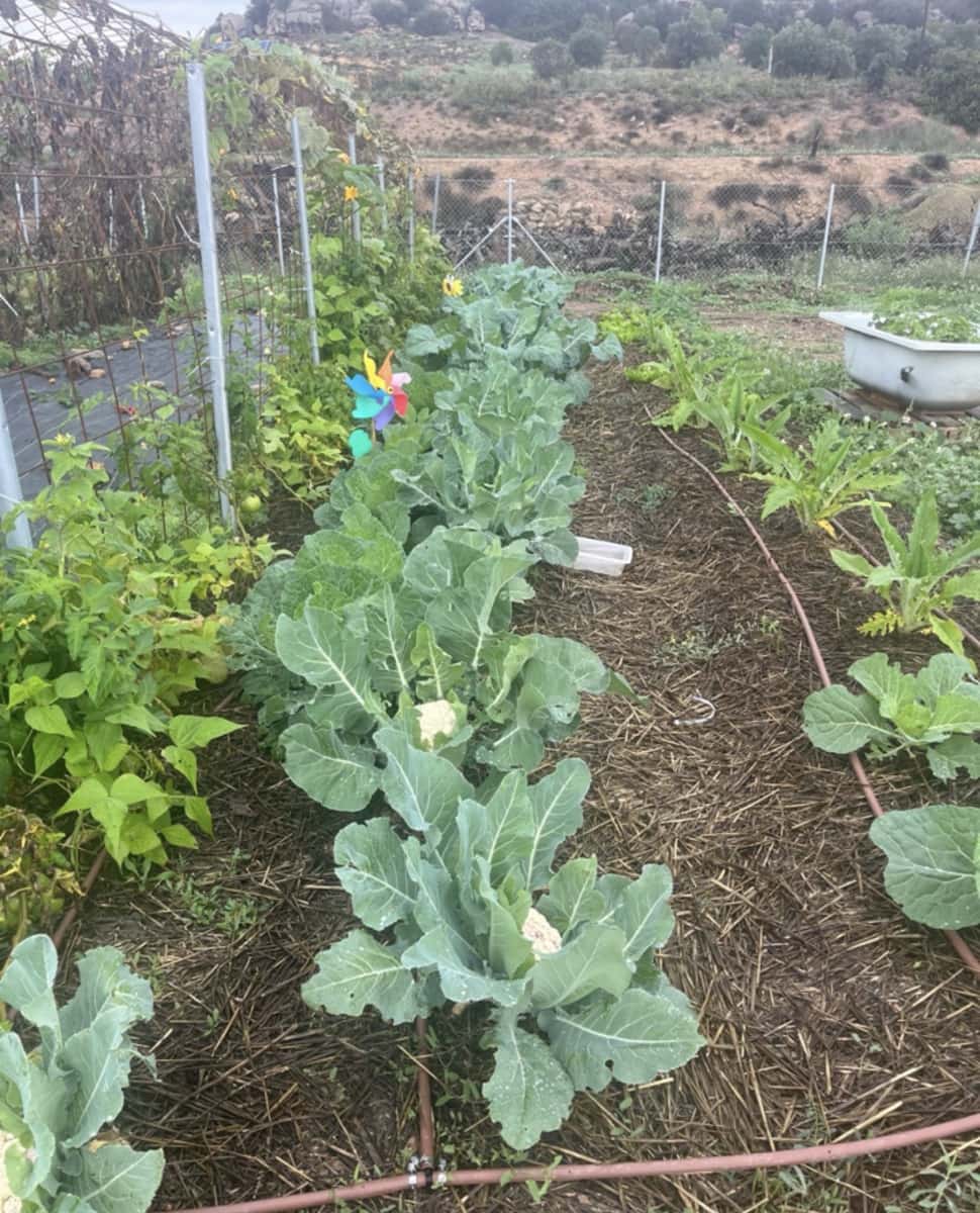 4 soveværelse Finca/Landehus til salg i Flix med swimmingpool - € 275.000 (Ref: 9230545)