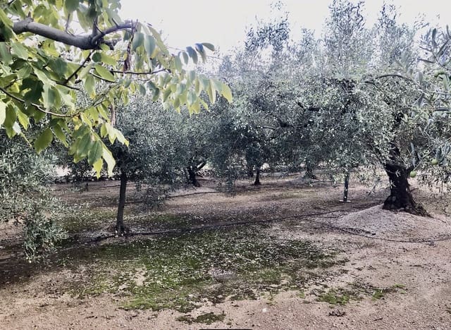 2 sovrum Finca/Hus på landet till salu i Tortosa - 107 000 € (Ref: 9368922)