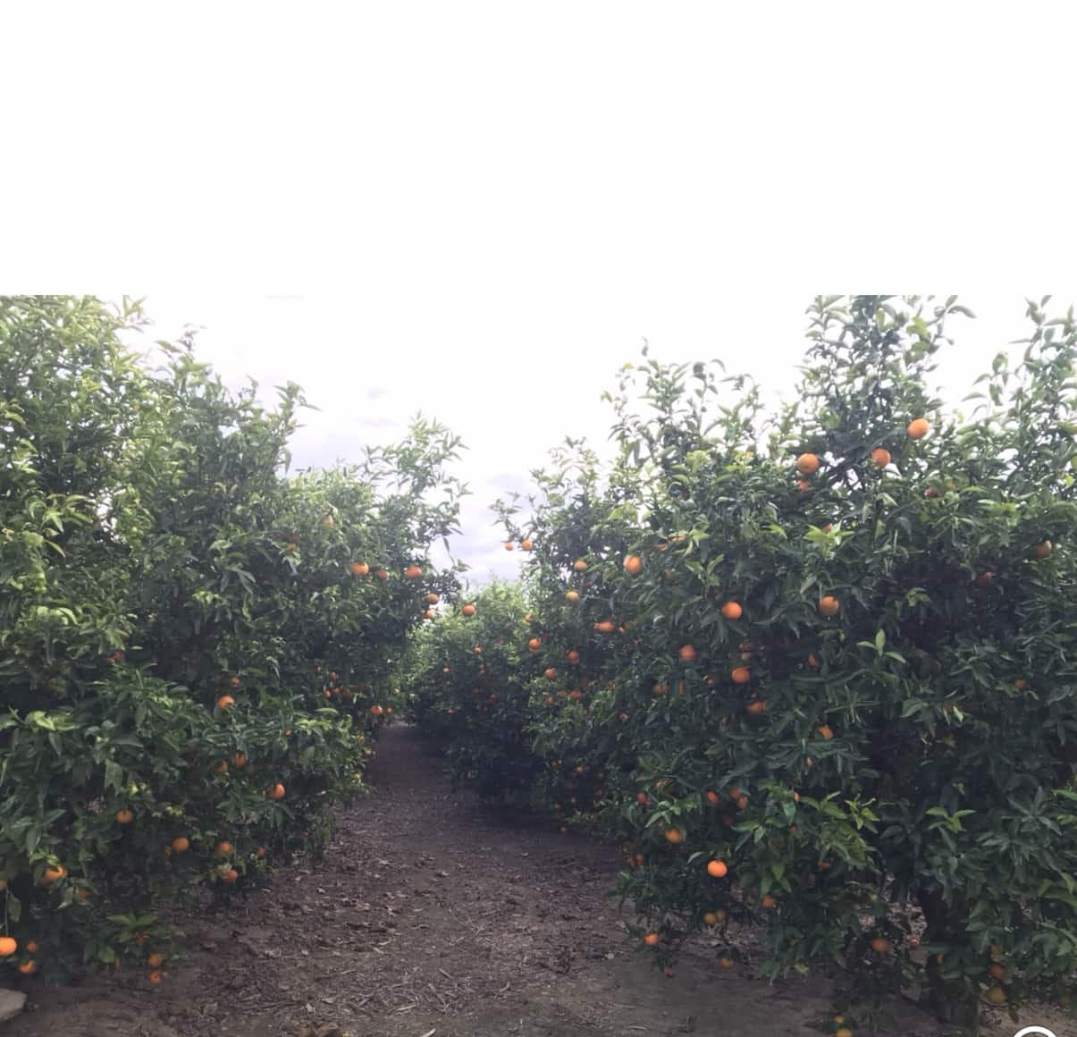 Finca/Herregård til salgs i Bitem - € 48 000 (Ref: 9369082)