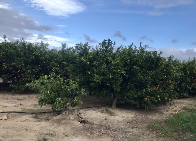 Finca/Maison de Campagne à vendre à Bitem, Tortosa - 48 000 € (Ref: 9369082)