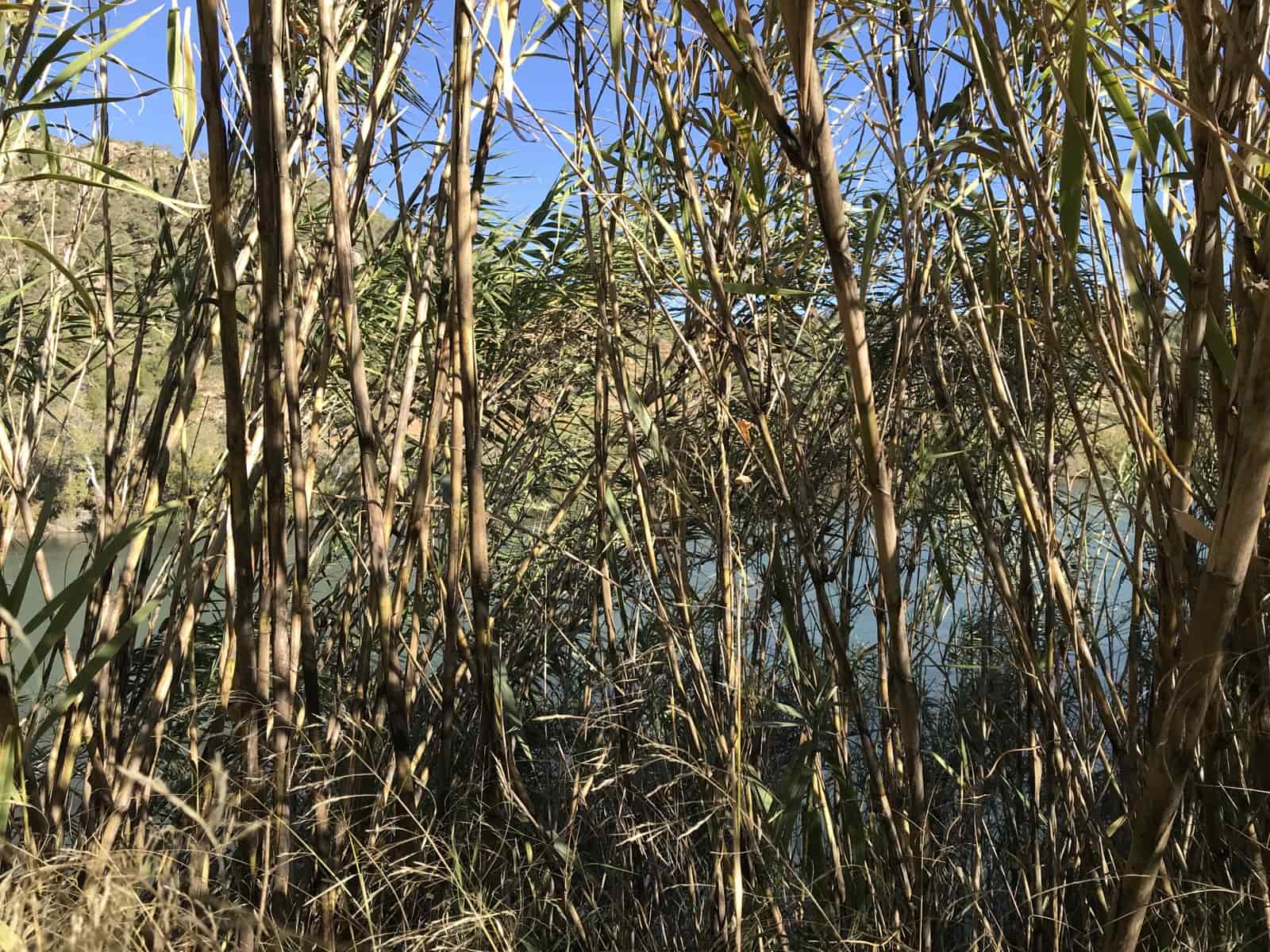 Finca/Country House for sale in Garcia - € 16,000 (Ref: 9425805)