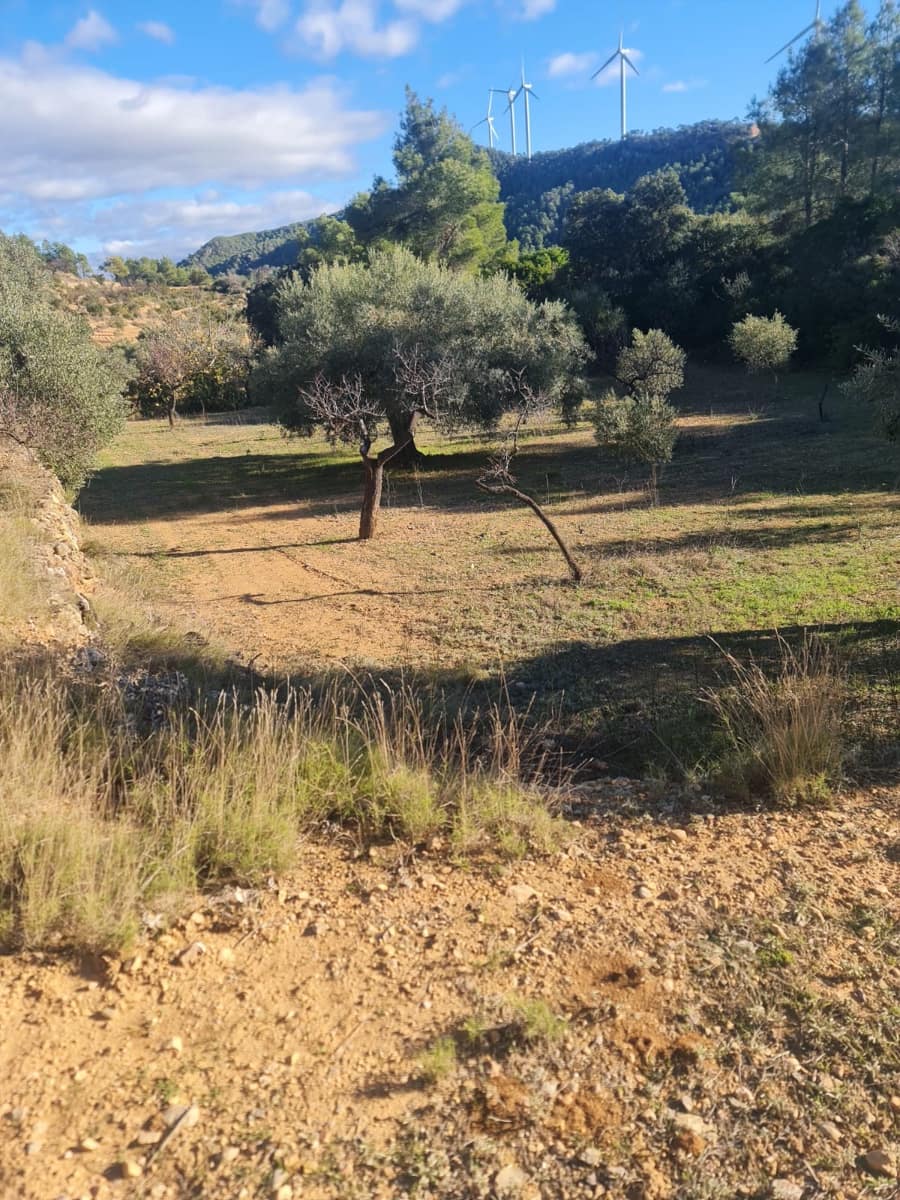 1 chambre Finca/Maison de Campagne à vendre à Asco - 29 000 € (Ref: 9426683)