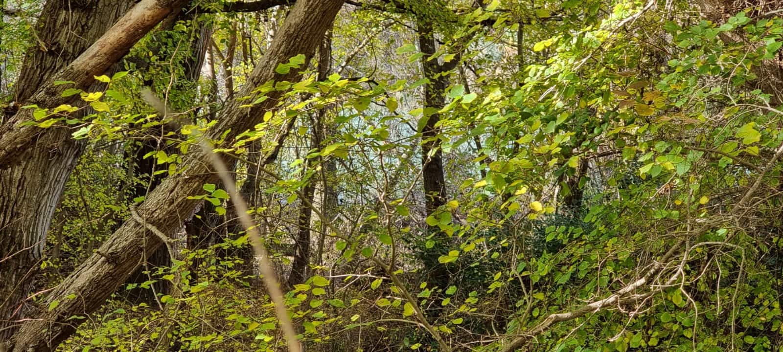 Finca/Herregård til salgs i Garcia - € 15 000 (Ref: 9441638)