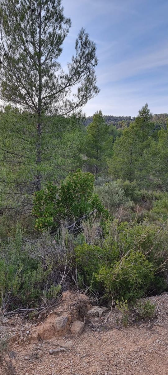 Finca/Country House for sale in Caseres - € 7,000 (Ref: 9498030)