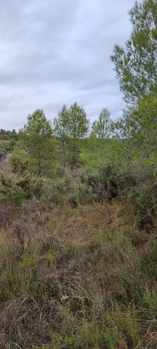 Finca/Country House for sale in Caseres - € 7,000 (Ref: 9498030)