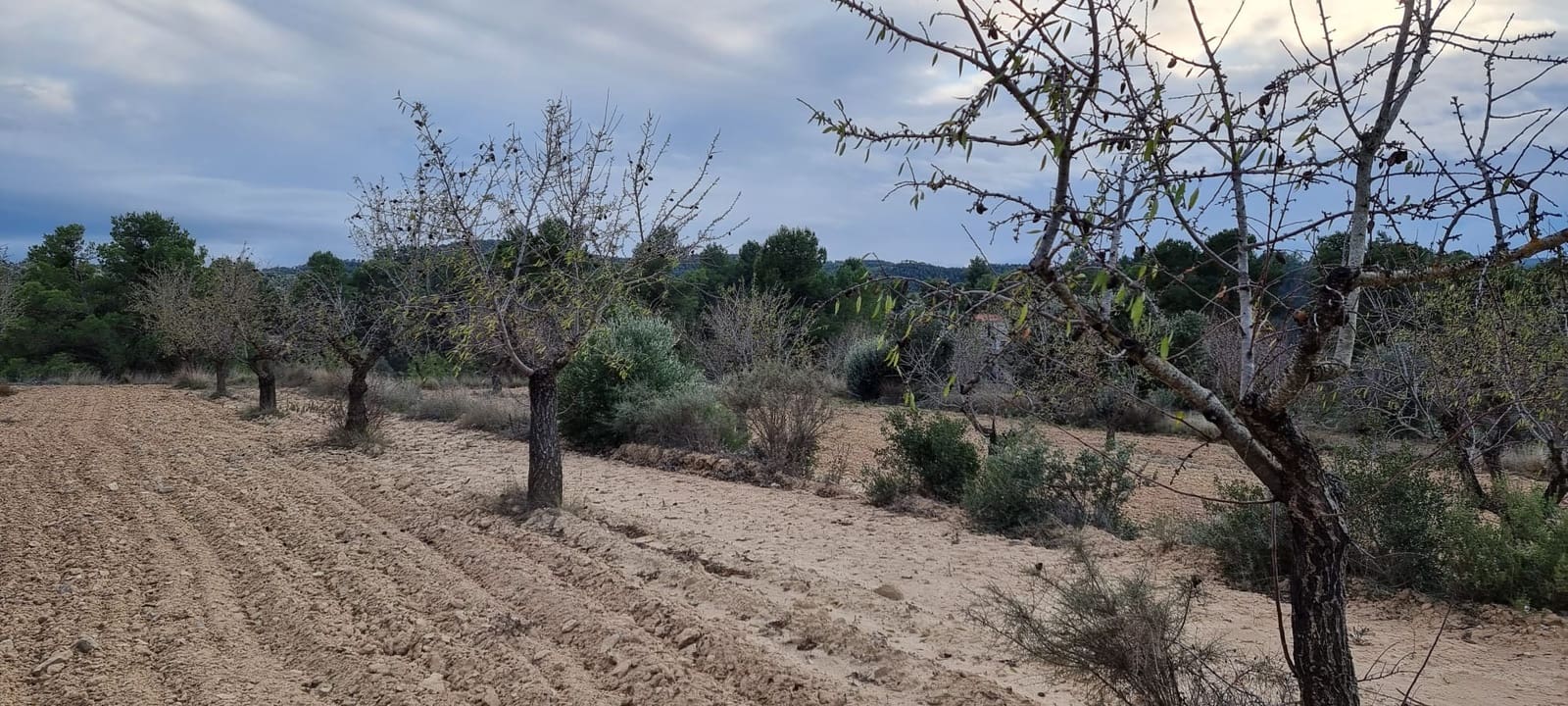 Finca/Country House for sale in Caseres - € 7,000 (Ref: 9498030)