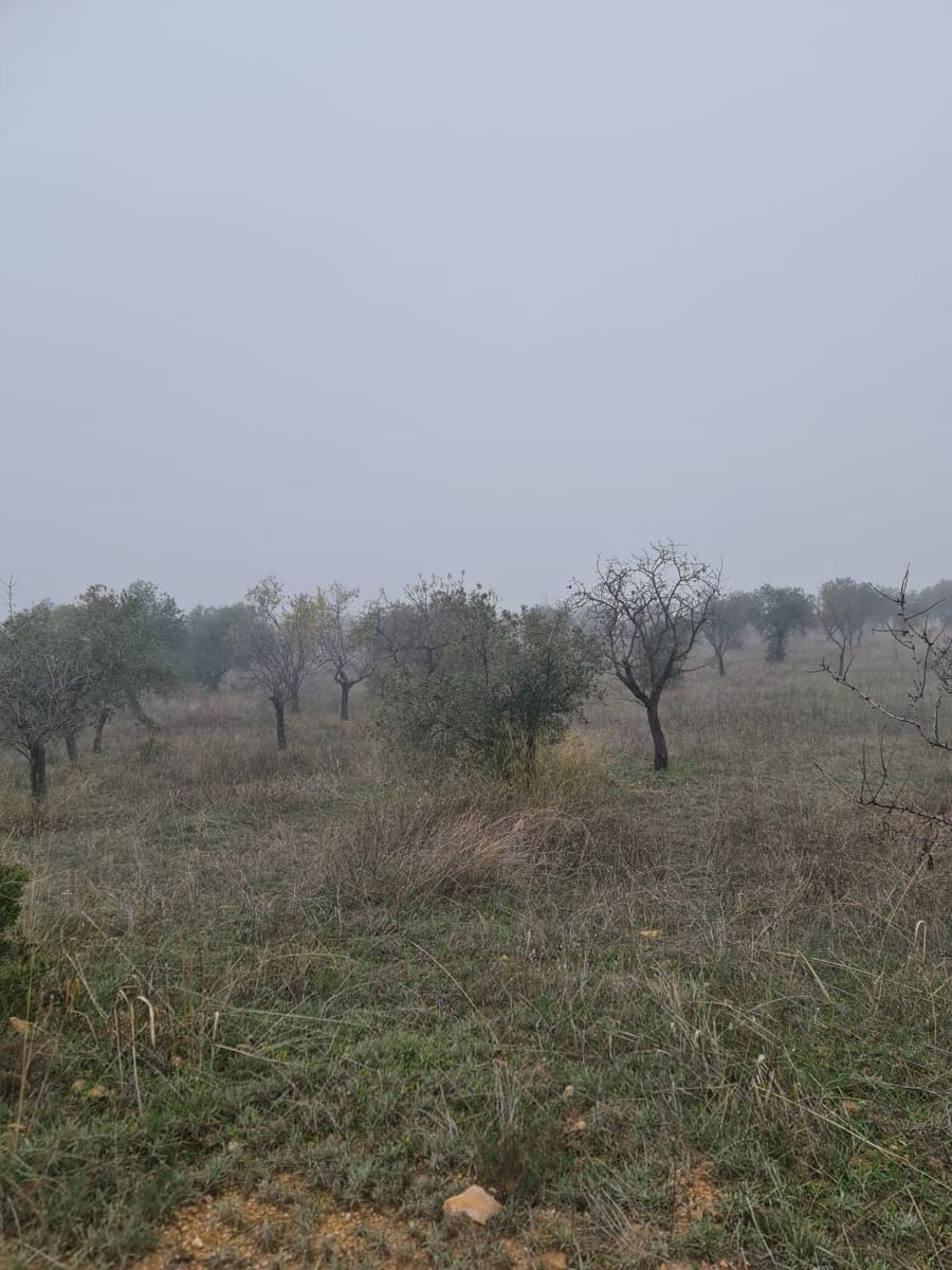 1 quarto Quinta/Casa Rural para venda em Bovera - 16 000 € (Ref: 9499568)