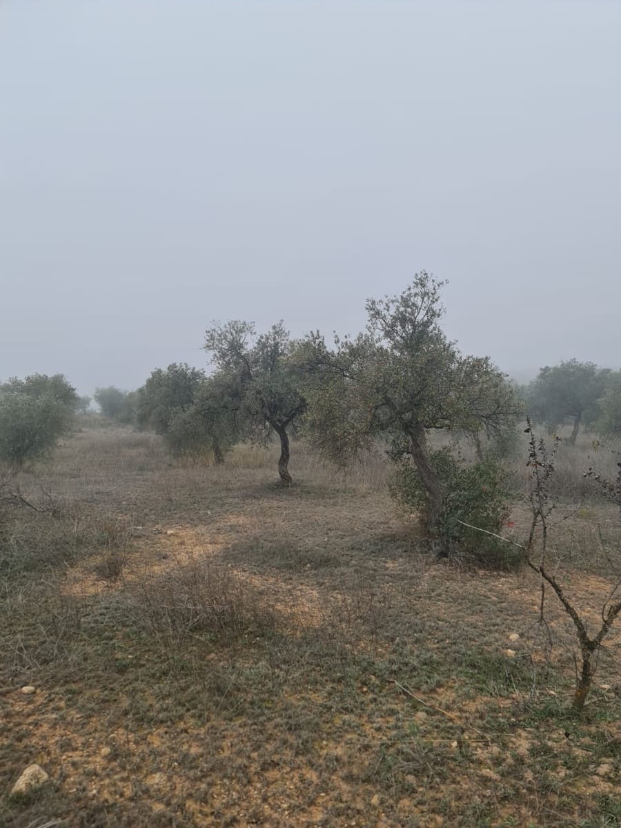 1 quarto Quinta/Casa Rural para venda em Bovera - 16 000 € (Ref: 9499568)