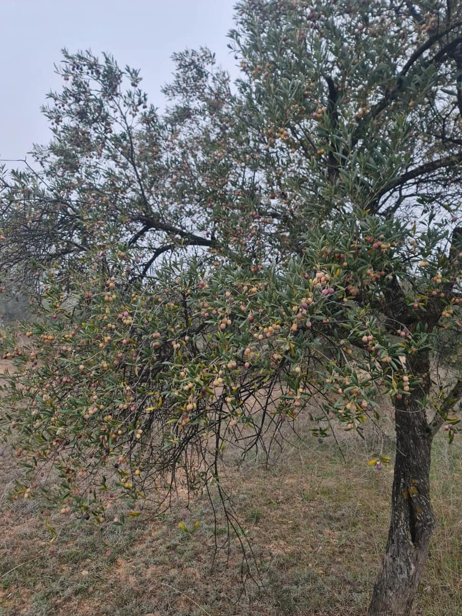 1 quarto Quinta/Casa Rural para venda em Bovera - 16 000 € (Ref: 9499568)