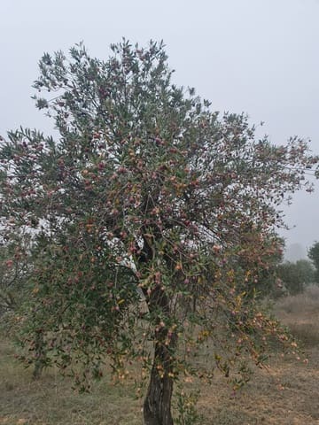 1 quarto Quinta/Casa Rural para venda em Bovera - 16 000 € (Ref: 9499568)