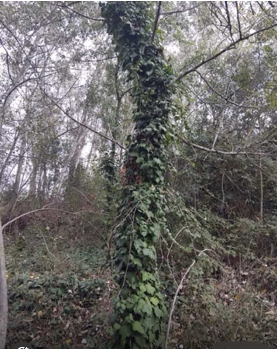 Finca/Country House for sale in Garcia - € 12,000 (Ref: 9503642)