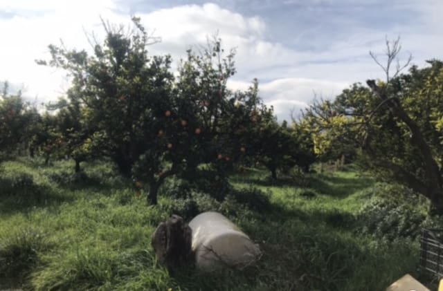 Finca/Herregård til salgs i Bitem, Tortosa - € 38 000 (Ref: 9529400)