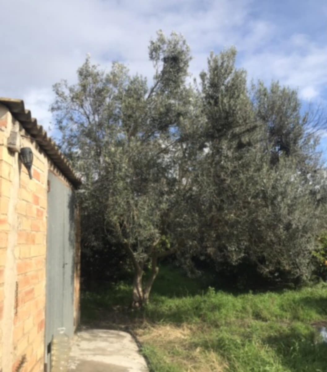 Finca/Hus på landet till salu i Bitem - 38 000 € (Ref: 9529400)