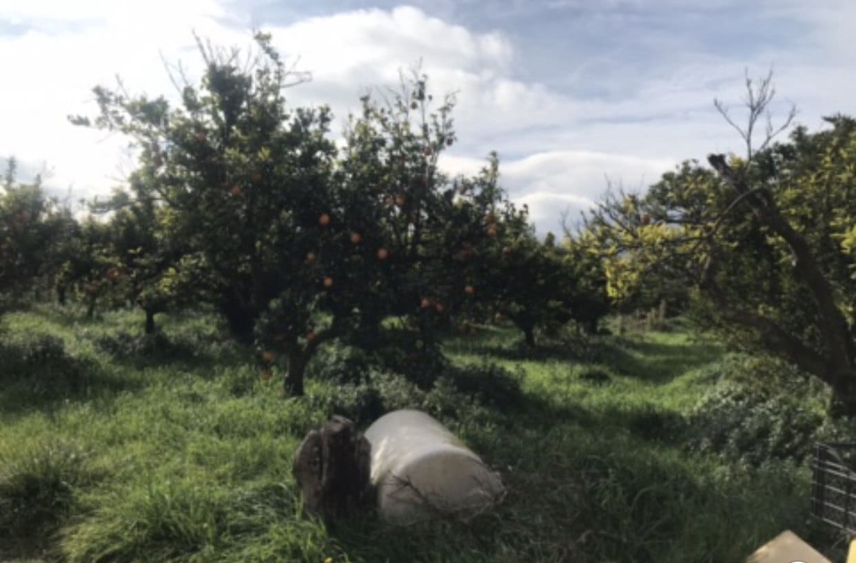 Finca/Hus på landet till salu i Bitem - 38 000 € (Ref: 9529400)