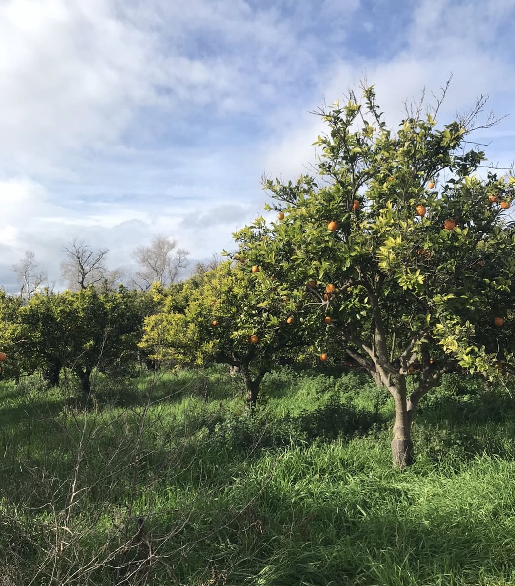 Finca/Hus på landet till salu i Bitem - 38 000 € (Ref: 9529400)