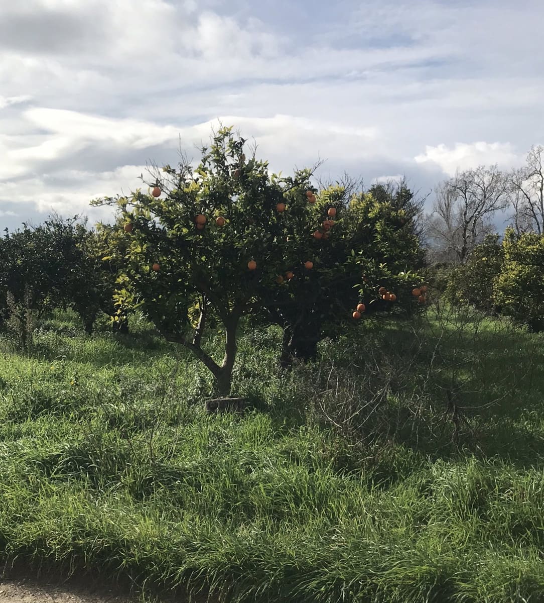 Finca/Hus på landet till salu i Bitem - 38 000 € (Ref: 9529400)