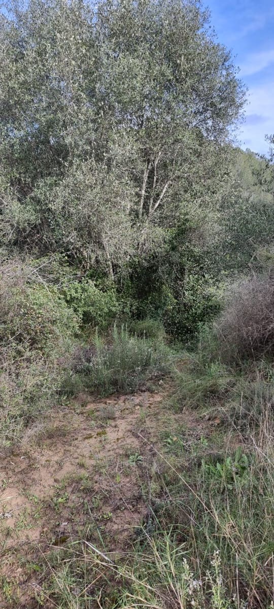 Finca/Herregård til salgs i Benifallet - € 10 000 (Ref: 9532420)