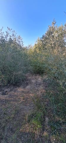 2 bedroom Finca/Country House for sale in Móra d'Ebre with pool - € 58,000 (Ref: 9614421)