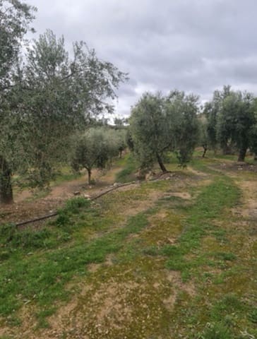 Maalaistalo myytävänä paikassa Bovera - 15 000 € (Ref: 9614572)