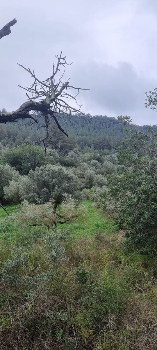 2 soverom Finca/Herregård til salgs i Benifallet - € 96 000 (Ref: 9663349)