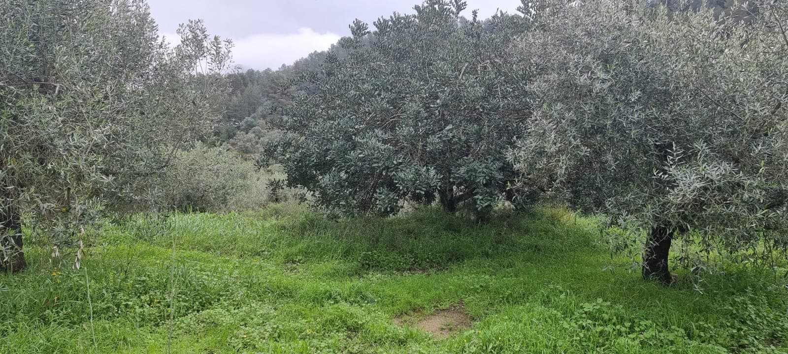 2 soverom Finca/Herregård til salgs i Benifallet - € 96 000 (Ref: 9663349)