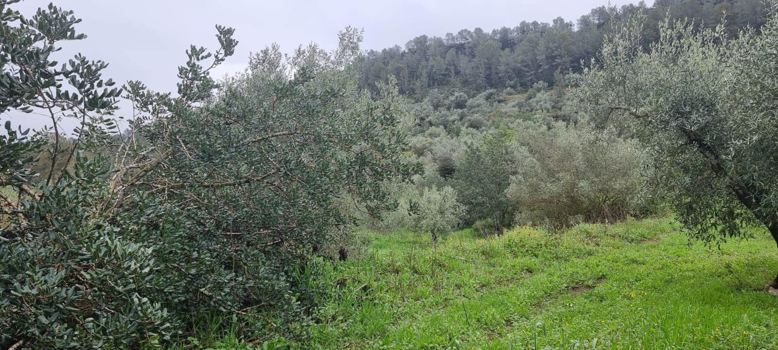 2 soverom Finca/Herregård til salgs i Benifallet - € 96 000 (Ref: 9663349)
