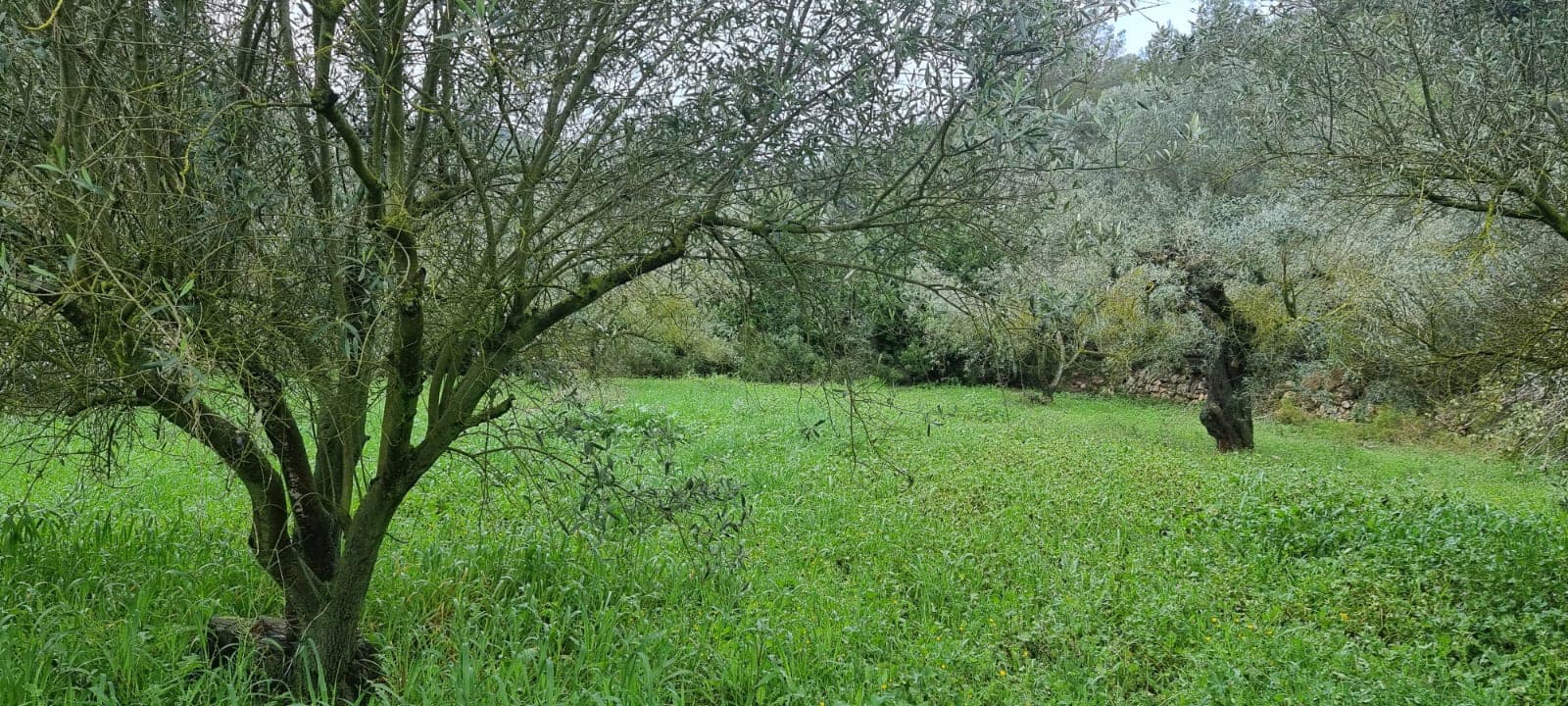 2 soverom Finca/Herregård til salgs i Benifallet - € 96 000 (Ref: 9663349)