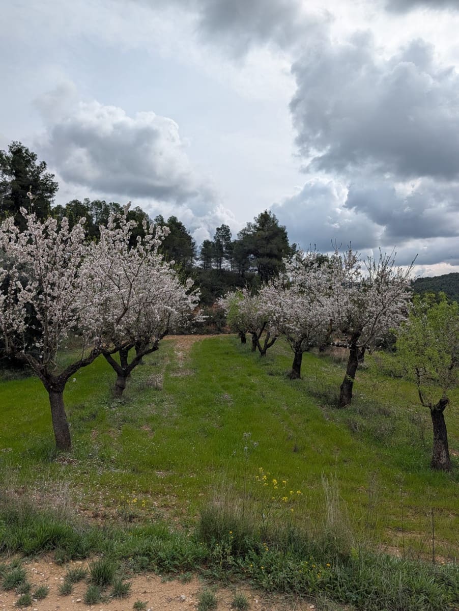 Quinta/Casa Rural para venda em Caseres - 12 000 € (Ref: 9669709)