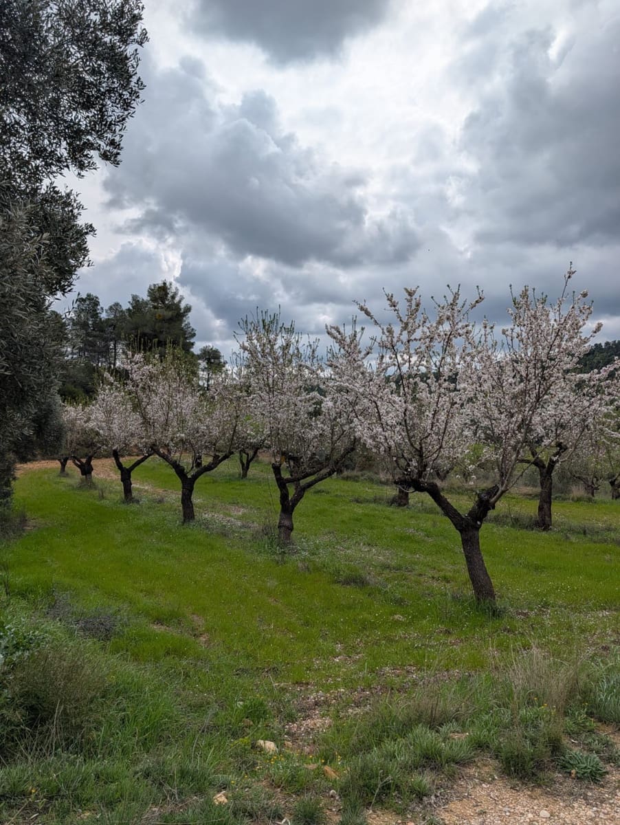Quinta/Casa Rural para venda em Caseres - 12 000 € (Ref: 9669709)