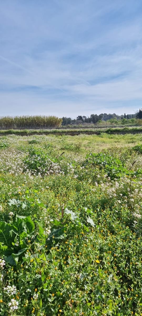 Maalaistalo myytävänä paikassa Ginestar - 16 000 € (Ref: 9677866)