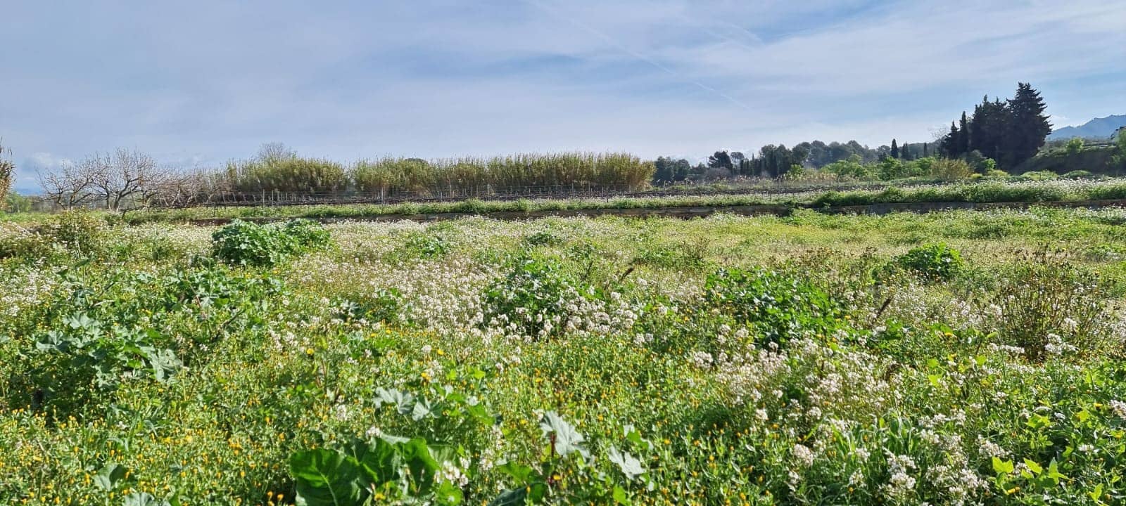 Maalaistalo myytävänä paikassa Ginestar - 16 000 € (Ref: 9677866)