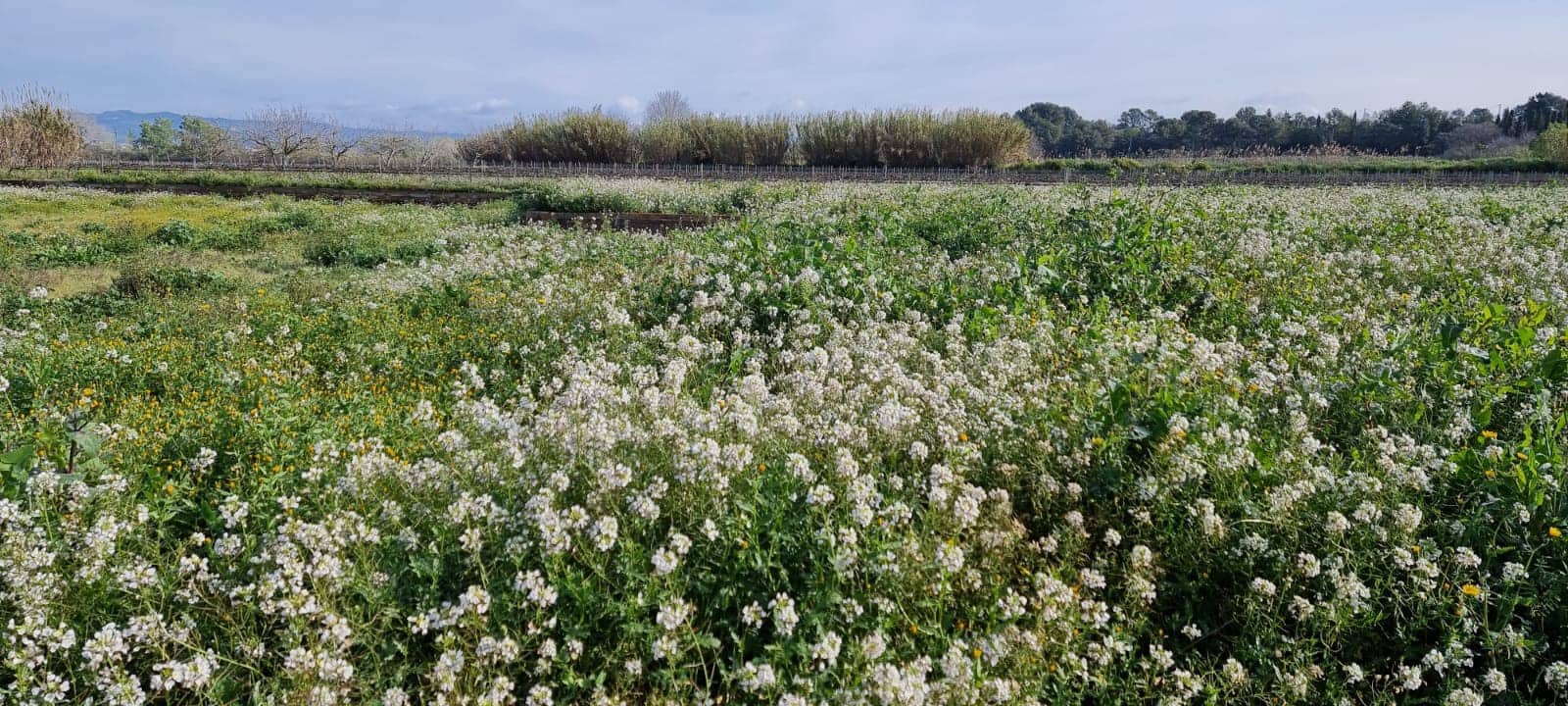 Maalaistalo myytävänä paikassa Ginestar - 16 000 € (Ref: 9677866)