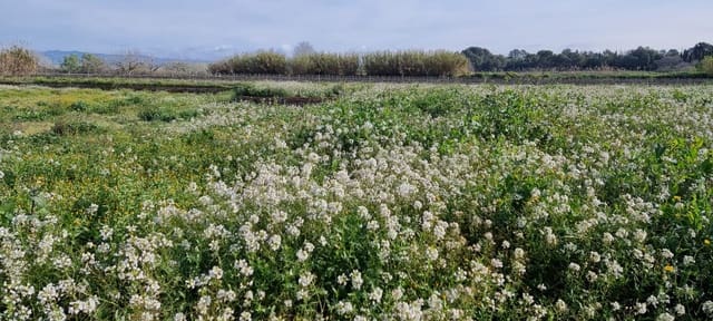 Maalaistalo myytävänä paikassa Ginestar - 16 000 € (Ref: 9677866)
