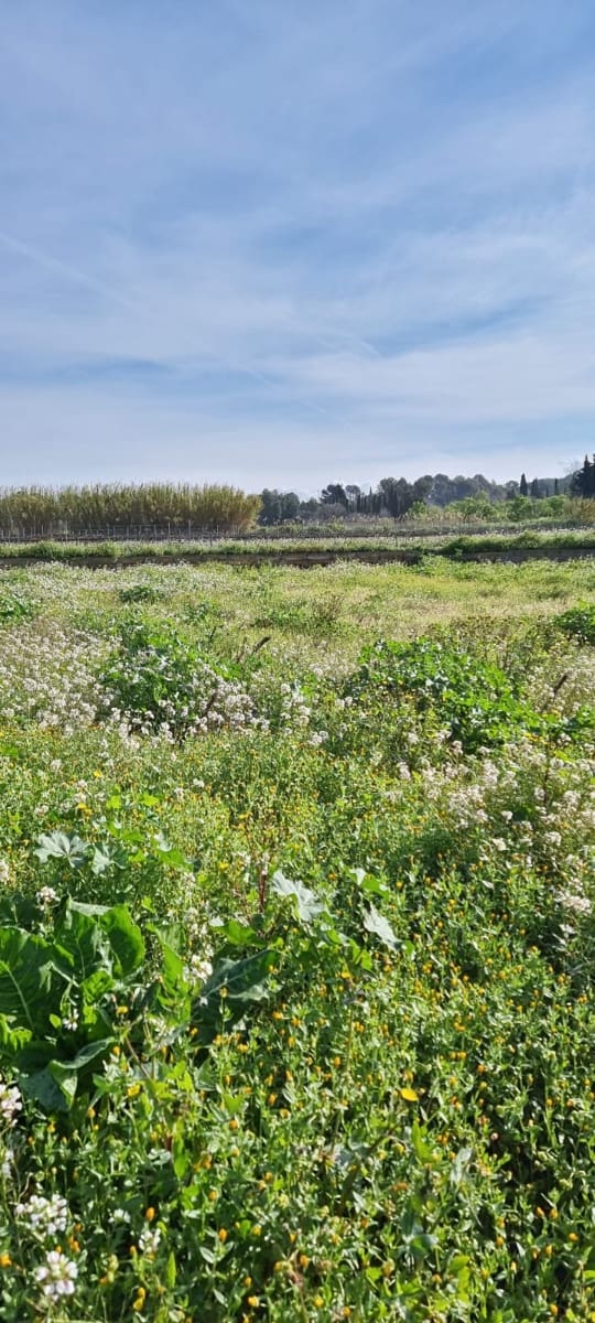 Finca/Country House for sale in Ginestar - € 16,000 (Ref: 9677866)