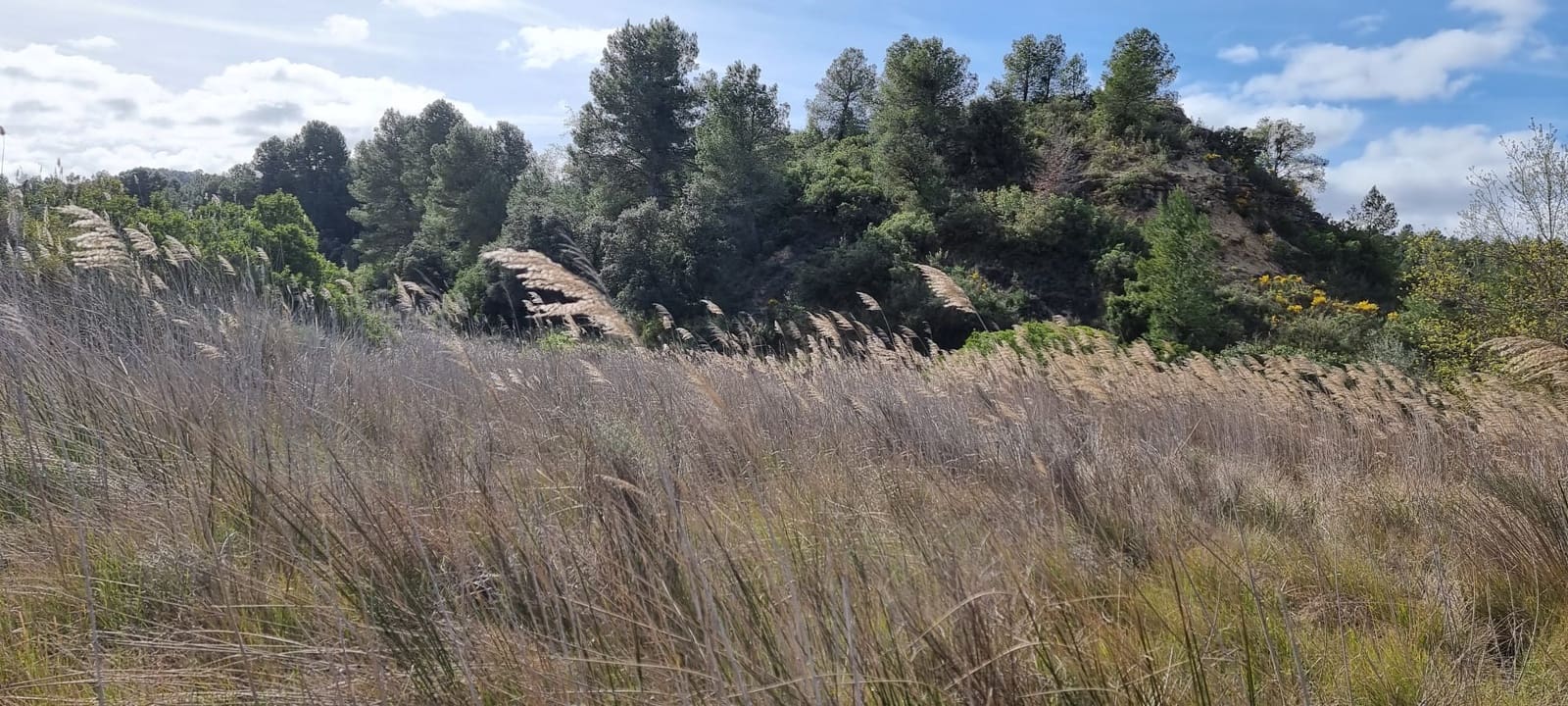 Quinta/Casa Rural para venda em Caseres - 27 000 € (Ref: 9721048)