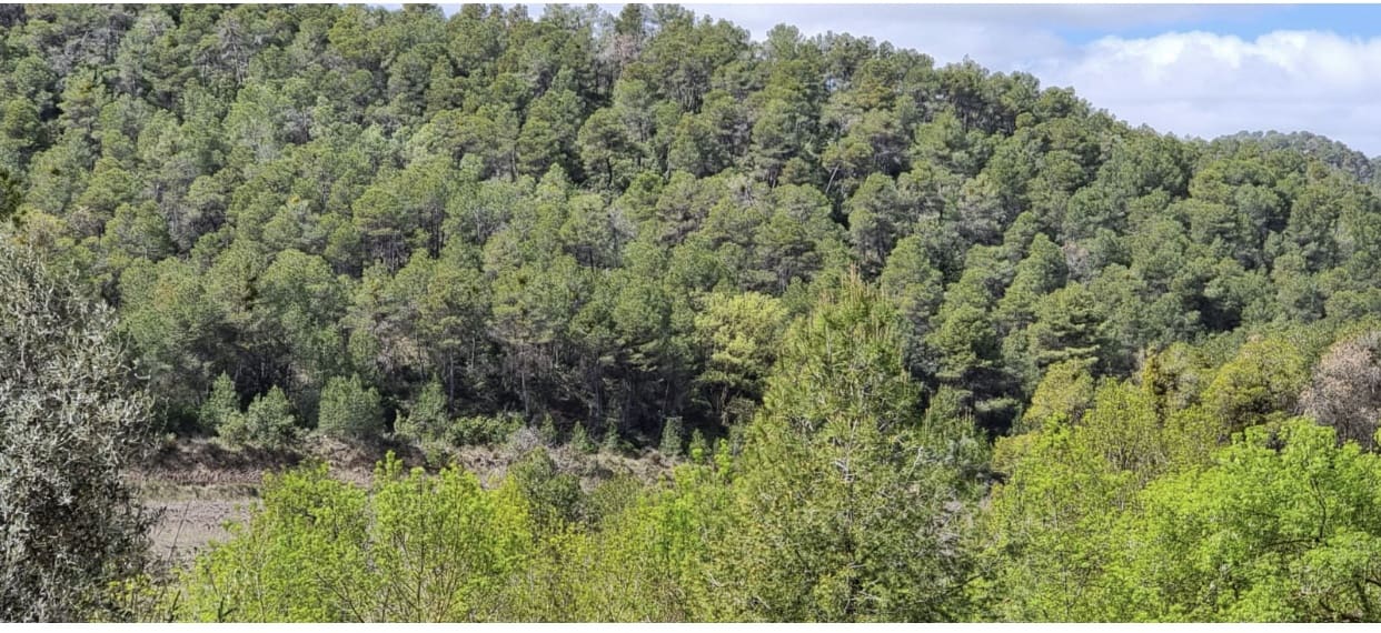 Finca/Casa di Campagna in vendita in Caseres - 7.000 € (Rif: 9727673)