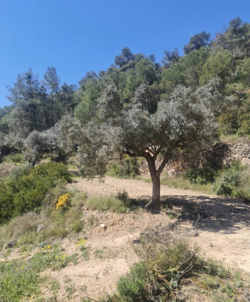 1 soveværelse Finca/Landehus til salg i Mora d'Ebre - € 21.000 (Ref: 9746774)