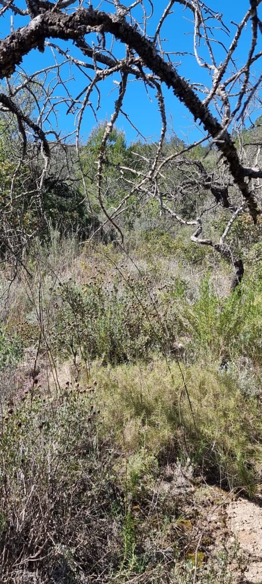 Finca/Landehus til salg i Benifallet - € 27.000 (Ref: 9746810)